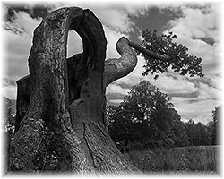 Кривое дерево в парке Павловска